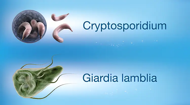 Giardia y Cryptosporidium
