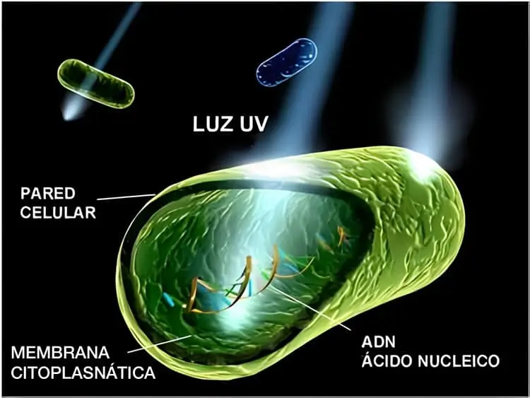 Luz ultravioleta microorganismos
